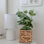 Apartment Iva